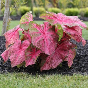 Caladium Bulb Fancy Leaf Fannie Munson Angel Wings
