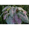 Caladium Bulb Fancy Leaf Pink Illusion Angel Wings #1