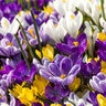 Crocus Bulb Vernus Rainbow Mixture Large Flowering Crocus 150 Count Bag