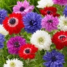Anemone Bulb Double St Brigid Mixture Windflower 100 Count Bag