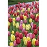 Tulipa Bulb Fruit Punch Mixture Tulip 50 Count Bag