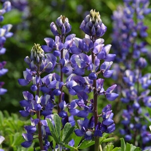Lupinus succulentus (lb)