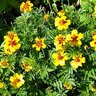 Marigold French Naughty Marietta Flower Seed 500 mg