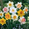 Narcissus Bulb Large Cup Sunshine Mixture Daffodil Pallet Program 40 Count Bag