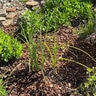 Bark Bits/Small/Mini Nugget Mulch 3 cu. ft. Bag