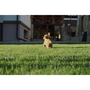 Big Bully Synthetic Turf Natural Flow Backing A 72 oz. Face Weight/100 oz. Total Weight 1.97 in.