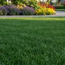 Nutrite O'Natural 14-2-6 50% CRN 7.5%Ca 2%Fe 0.07%Zn Turfgrass Granular Fertilizer 50 lb. Bag