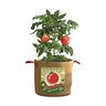 Tomatoes Grow Bag 20 gal.