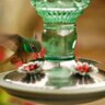 Perky-Pet Green Antique Glass Bottle Hummingbird Feeder 10 oz. 5-1/2 in. x 10-1/2 in.