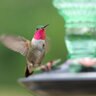 Perky-Pet Green Antique Glass Bottle Hummingbird Feeder 10 oz. 5-1/2 in. x 10-1/2 in.