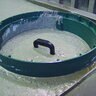 Polylok 20 in. x 6 in. Riser w/ Pan