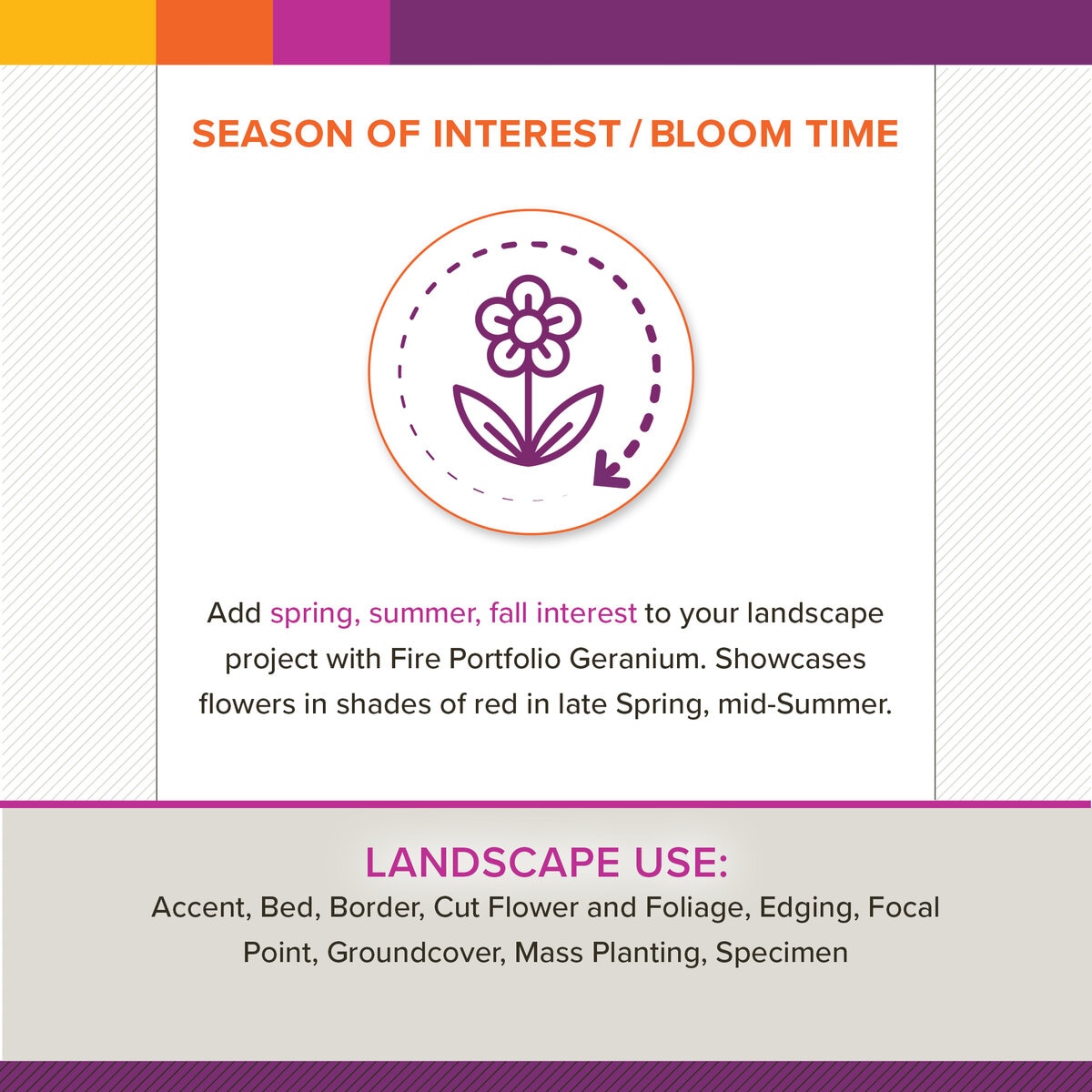 Pelargonium interspecific Caliente Fire Portfolio Geranium | SiteOne US