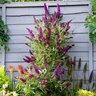Buddleia Davidii Butterfly Towers Magenta Portfolio Butterfly Bush