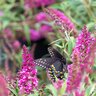 Buddleia Davidii Butterfly Towers Magenta Portfolio Butterfly Bush