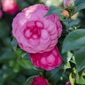 Camellia Japonica Early Wonder Portfolio Cameilla 3 gal. Container