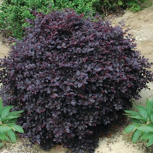 Loropetalum chinense Cerise Charm Portfolio Fringe Flower 7 gal. Container