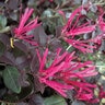 Loropetalum chinense Cerise Charm Portfolio Fringe Flower 7 gal. Container