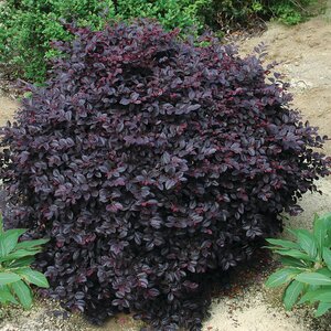 Loropetalum chinense Cerise Charm Portfolio Fringe Flower 3 gal. Container