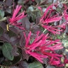 Loropetalum chinense Cerise Charm Portfolio Fringe Flower 3 gal. Container
