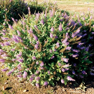 Buddleia Davidii Dapper Lavender Portfolio Butterfly Bush 3 gal. Container