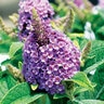 Buddleia Davidii Dapper Lavender Portfolio Butterfly Bush 3 gal. Container