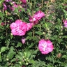Hibiscus Syriacus Raspberry Smoothie Portfolio Rose of Sharon 7 gal. Container