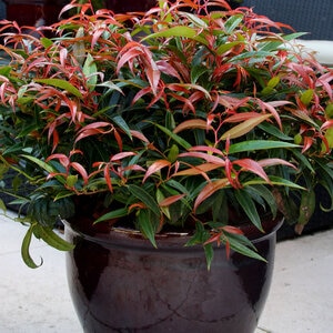 Leucothoe keiskei Leafscape Burning Love Portfolio Doghobble 3 gal. Container