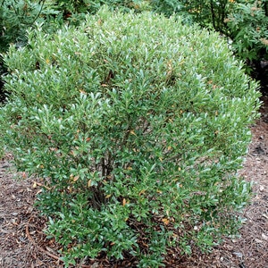 Ilex glabra Shamrock Portfolio Inkberry Holly 15 gal. Container