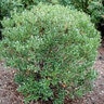 Ilex Glabra Shamrock Portfolio Inkberry Holly 15 gal. Container
