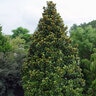 Magnolia Grandiflora Teddy Bear Portfolio Southern Magnolia 15 gal. Container