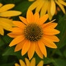 Echinacea X Hybrida Artisan Yellow Ombre Portfolio Coneflower