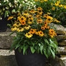 Echinacea X Hybrida Artisan Yellow Ombre Portfolio Coneflower