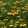 Echinacea X Hybrida Artisan Yellow Ombre Portfolio Coneflower