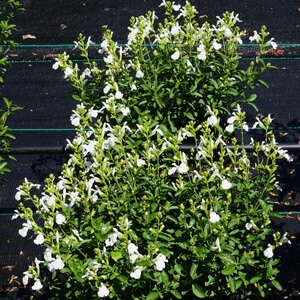 Salvia Greggi Mirage White Portfolio Autumn Sage True 1 gal. Container