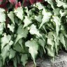 Caladium bicolor White Pearl Portfolio Strap Leaf Angel Wings True 1 gal. Container