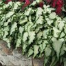 Caladium bicolor White Pearl Portfolio Strap Leaf Angel Wings True 1 gal. Container