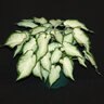 Caladium bicolor White Pearl Portfolio Strap Leaf Angel Wings True 1 gal. Container
