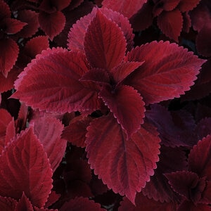 Coleus scutellarioides Redhead Portfolio Coleus True 1 gal. Container