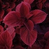 Coleus scutellarioides Redhead Portfolio Coleus