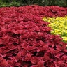 Coleus scutellarioides Redhead Portfolio Coleus