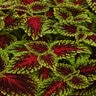 Coleus scutellarioides Dragon Heart Portfolio Coleus True 1 gal. Container