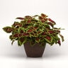 Coleus scutellarioides Dragon Heart Portfolio Coleus True 1 gal. Container