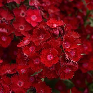 Dianthus X Barbatus Interspecific Rockin Red Portfolio Sweet William True 1 gal. Container