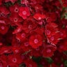 Dianthus X Barbatus Interspecific Rockin Red Portfolio Sweet William True 1 gal. Container