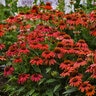 Echinacea X Hybrida Artisan Red Ombre Portfolio Coneflower True 1 gal. Container