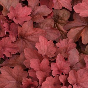 Heuchera X Hybrida Carnival Cinnamon Stick Portfolio Coral Bells True 1 gal. Container