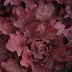 Heuchera x hybrida Carnival Burgundy Blast Portfolio Coral Bells True 1 gal. Container
