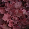 Heuchera X Villosa Carnival Burgundy Blast Portfolio Coral Bells True 1 gal. Container
