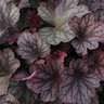 Heuchera X Villosa Carnival Rose Granita Portfolio Coral Bells True 1 gal. Container
