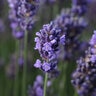 Lavandula Angustifolia SuperBlue Portfolio English Lavender True 1 gal. Container